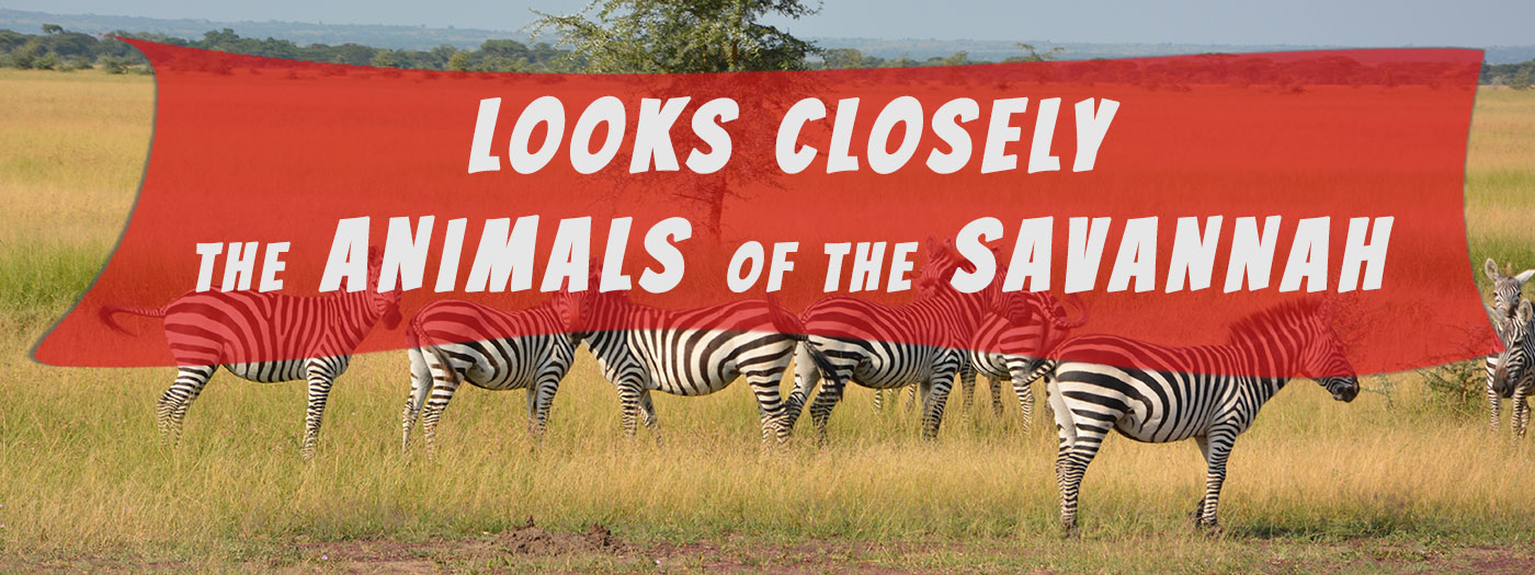 north tanzania safari
