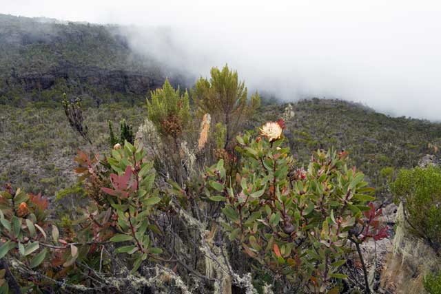 la vegetazione sul kilimanjaro