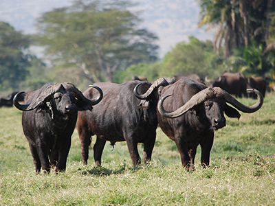 safari in tanzania