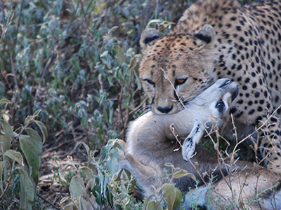 safari in tanzania