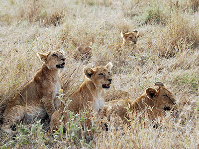 safari in tanzania