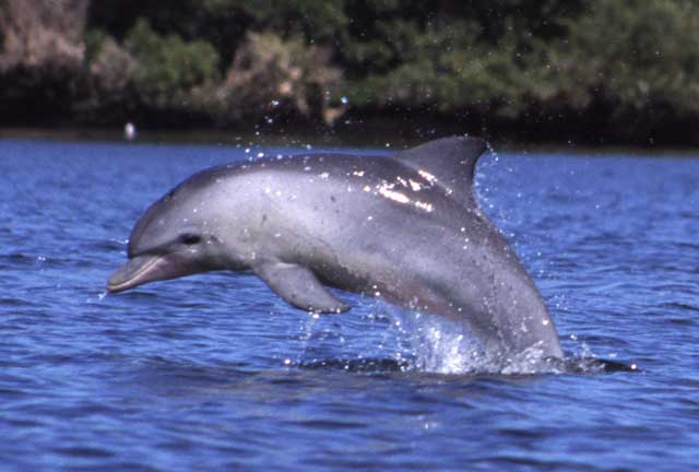 delfino nel mare di zanzibar