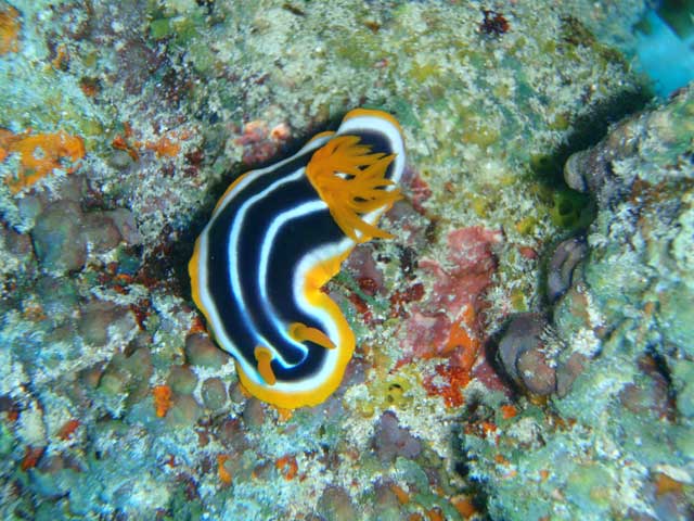 snorkling nel mare di zanzibar