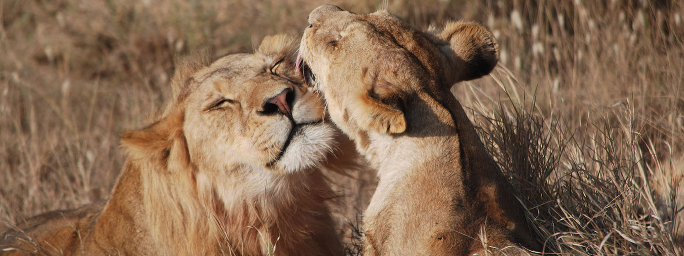 safari in tanzania