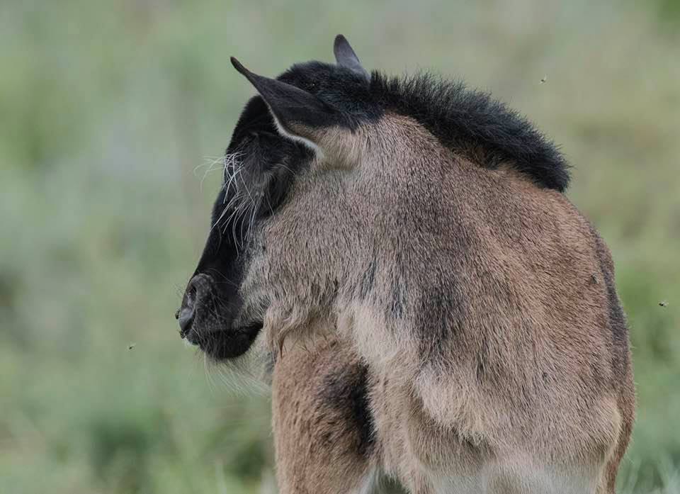 Ngorongoro crater view