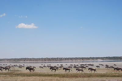 Serengeti plain