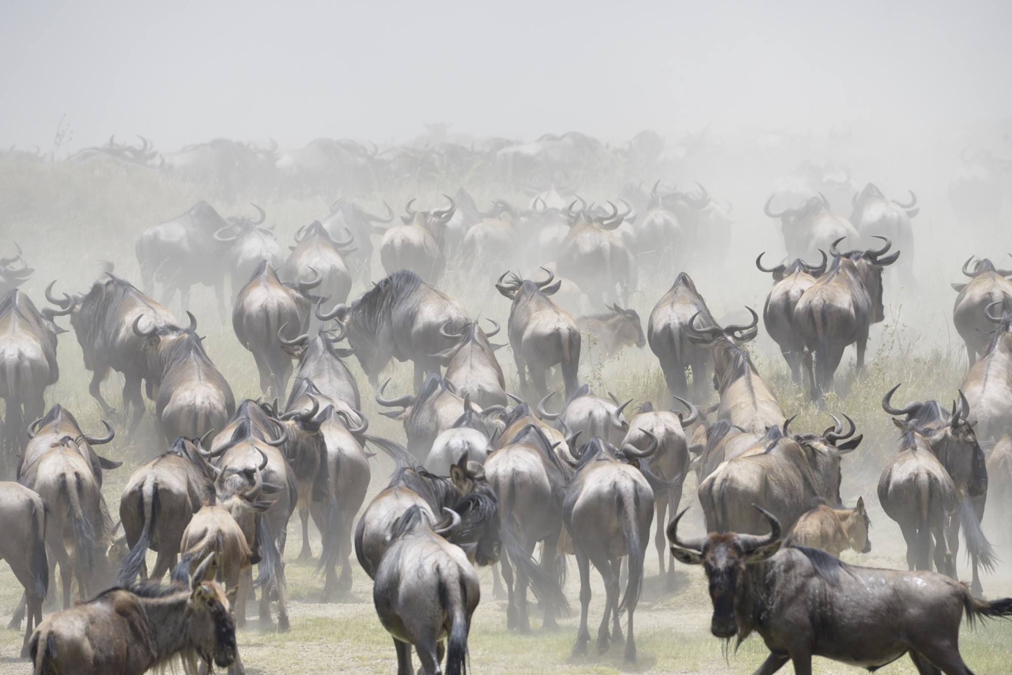 Ngorongoro crater view