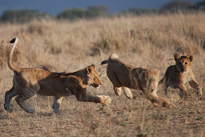 Lion cubs