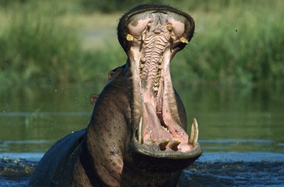 Hippopotamus