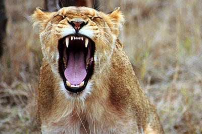 lion roaring