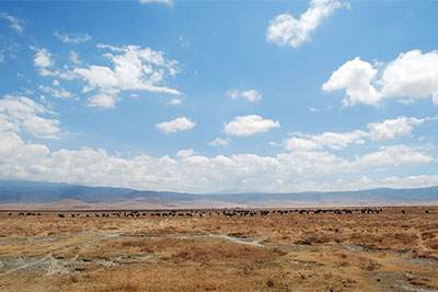 Serengeti plain