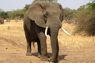 elephant