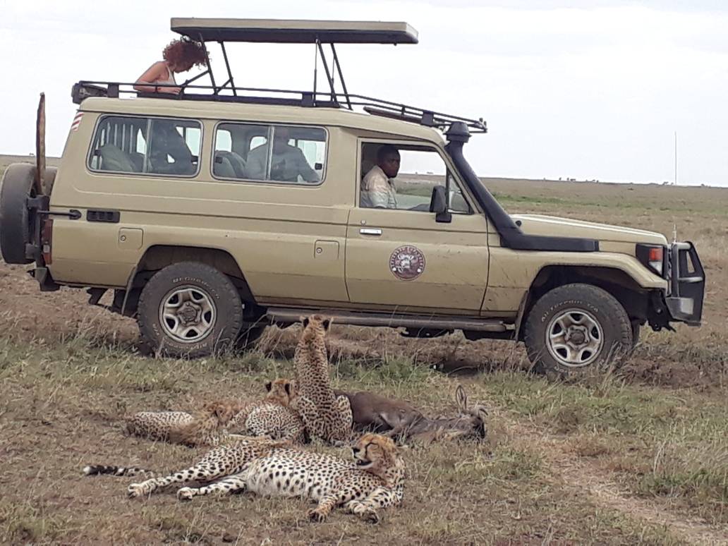 jeep and cheetah